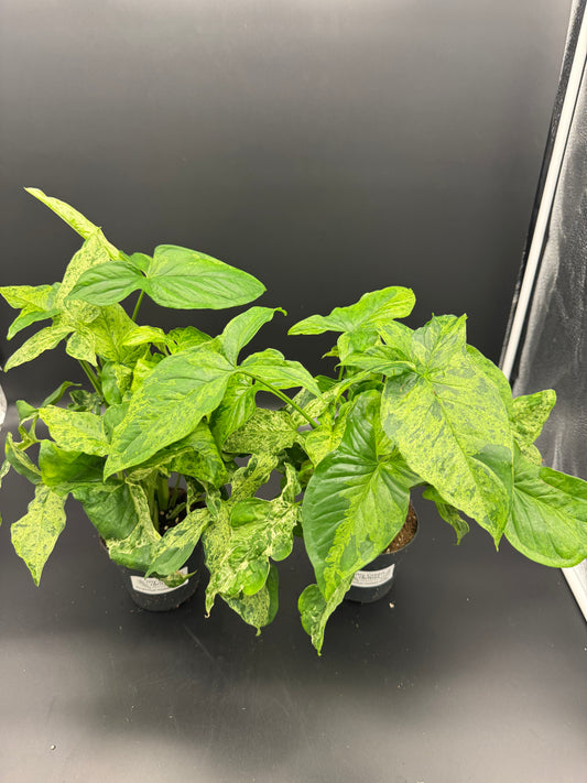 Syngonium Mottled Mojito