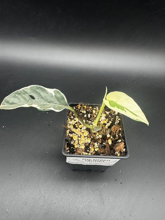 Epipremnum pinnatum Ghostie