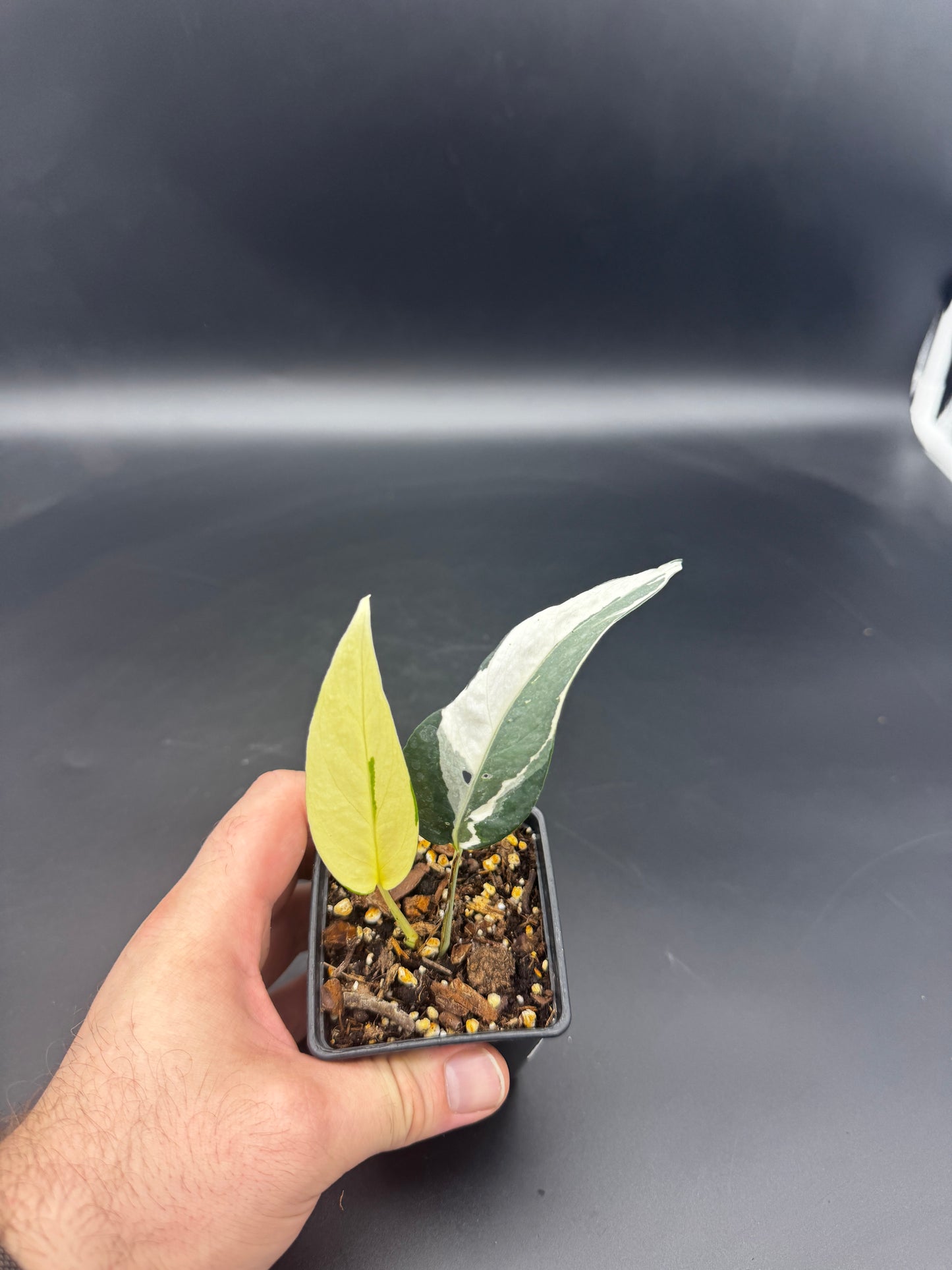 Epipremnum pinnatum Ghostie