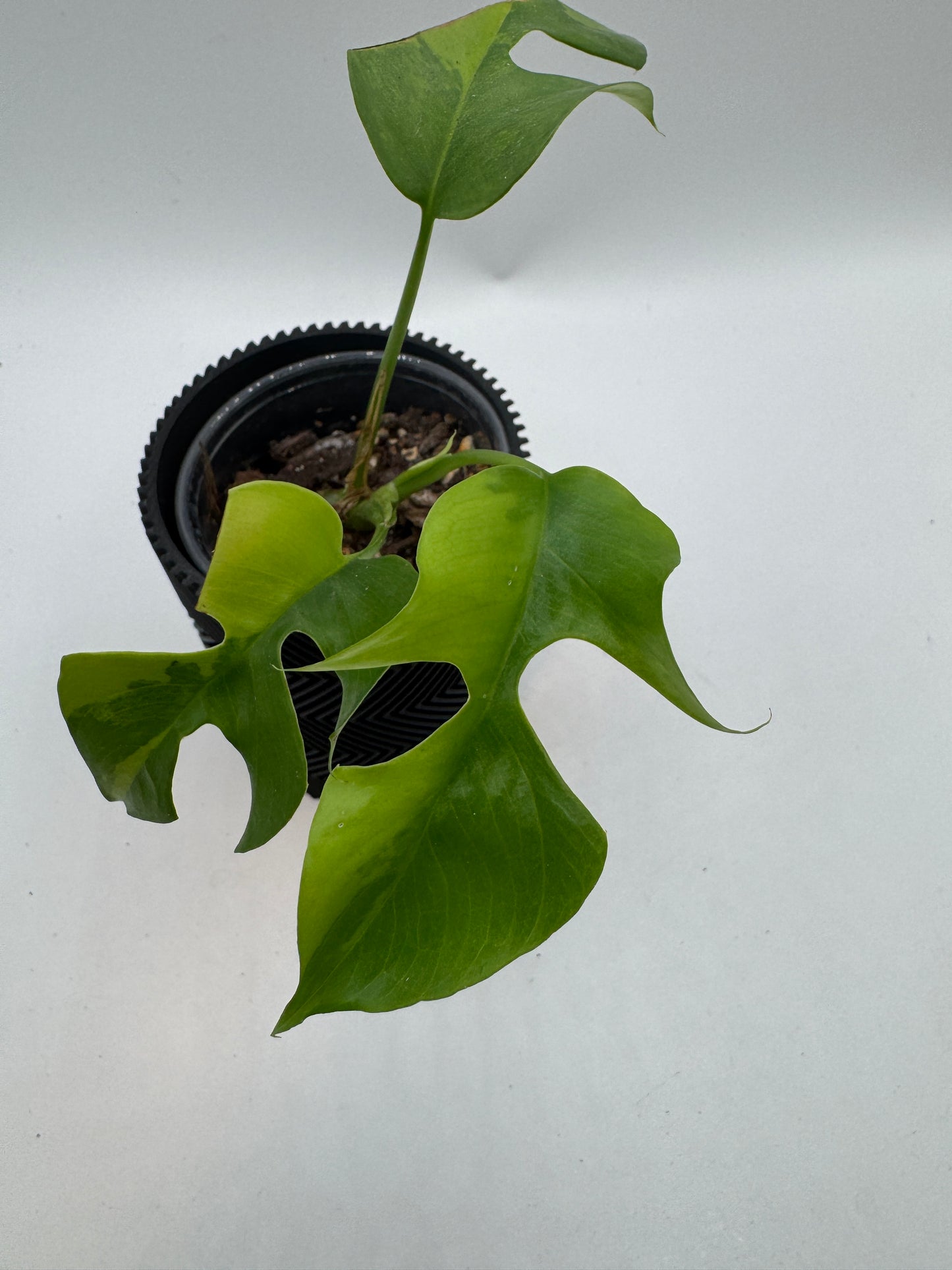 Rhaphidophora Tetrasperma Green on Green (Monstera Minima)