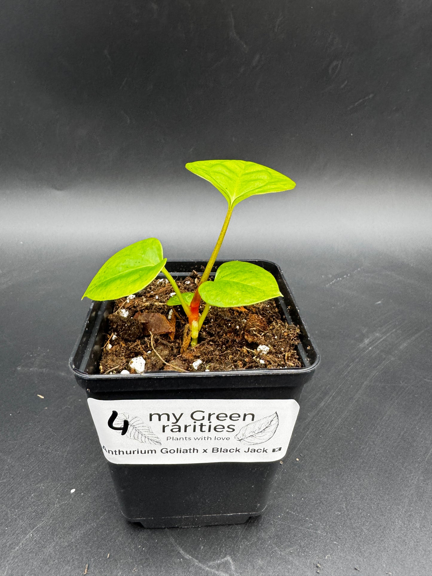 Anthurium Goliath x Black Jack