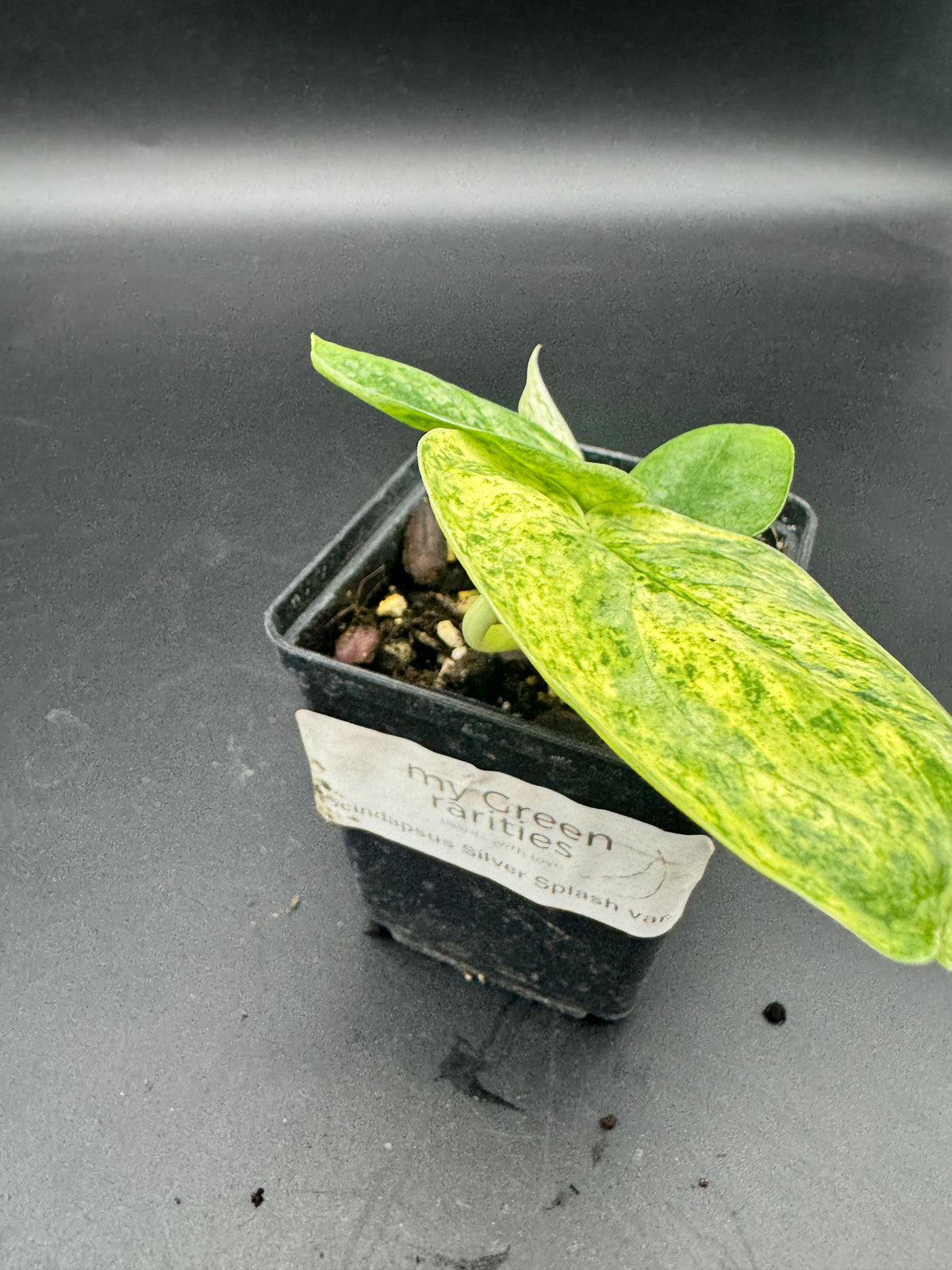 Scindapsus Silver Splash variegata