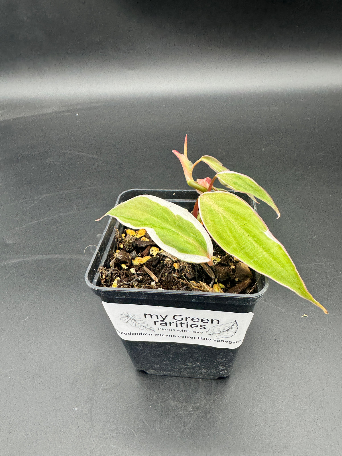 Philodendron micans velvet halo variegata