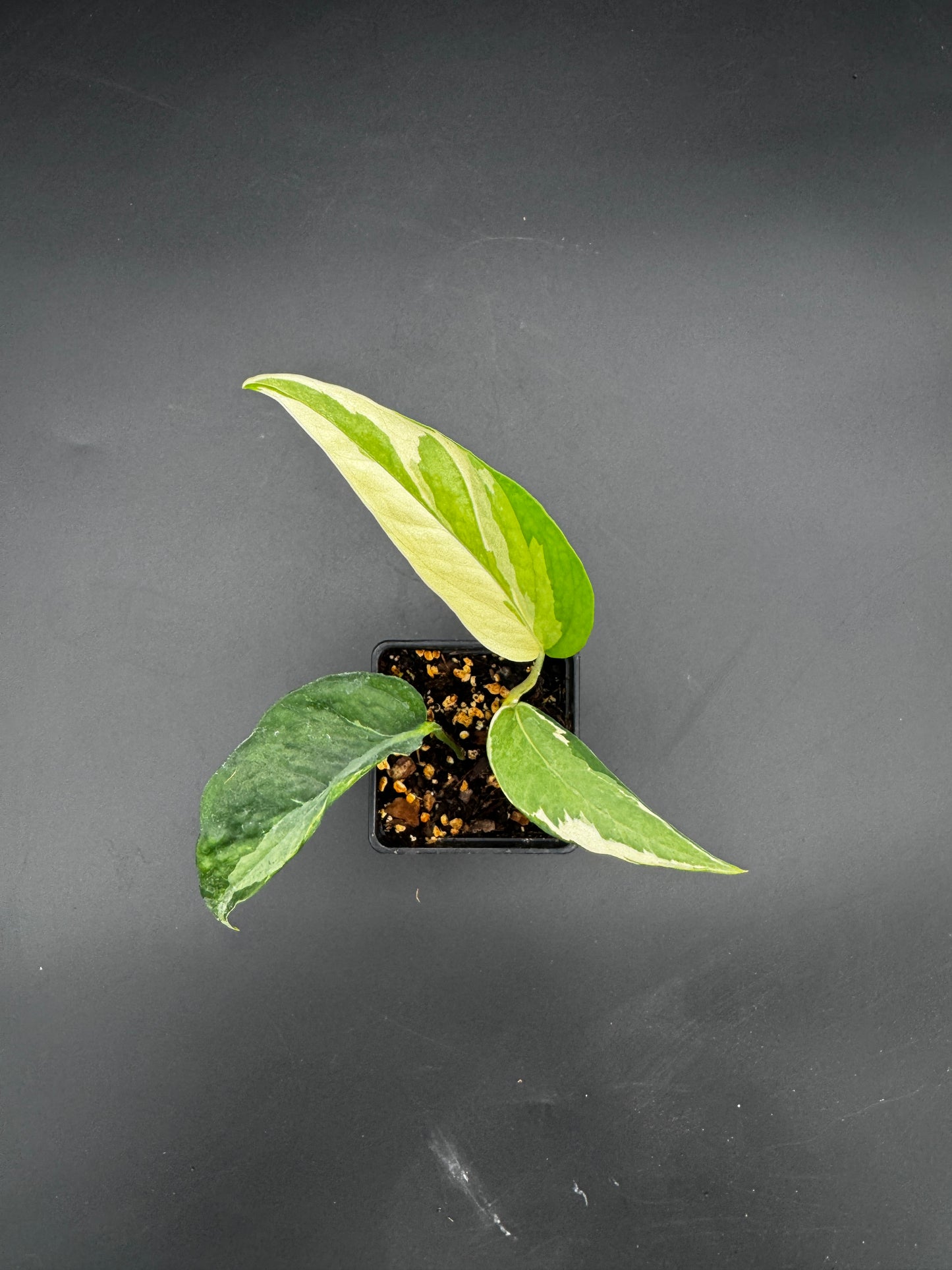 Epipremnum pinnatum Ghostie
