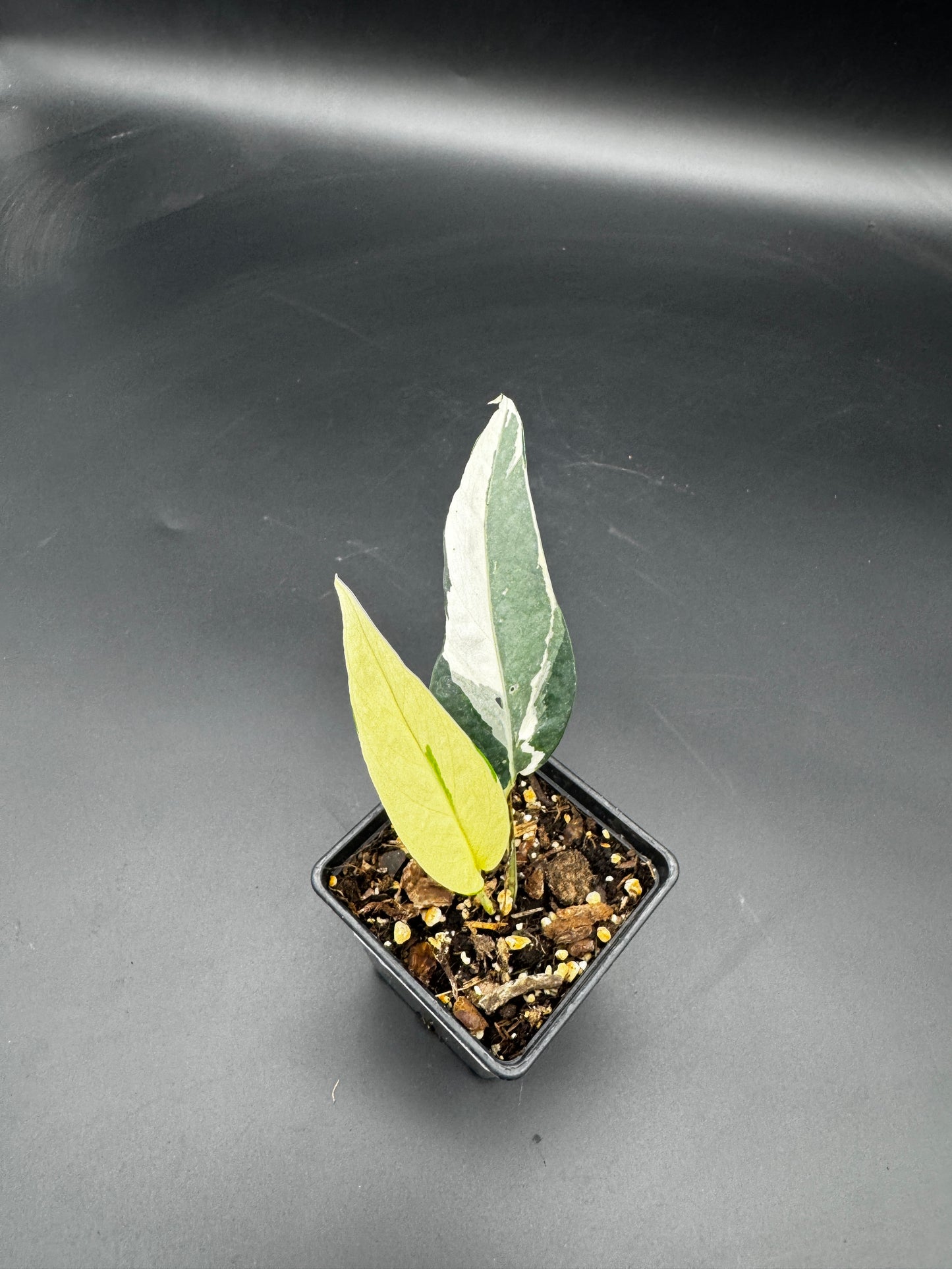 Epipremnum pinnatum Ghostie