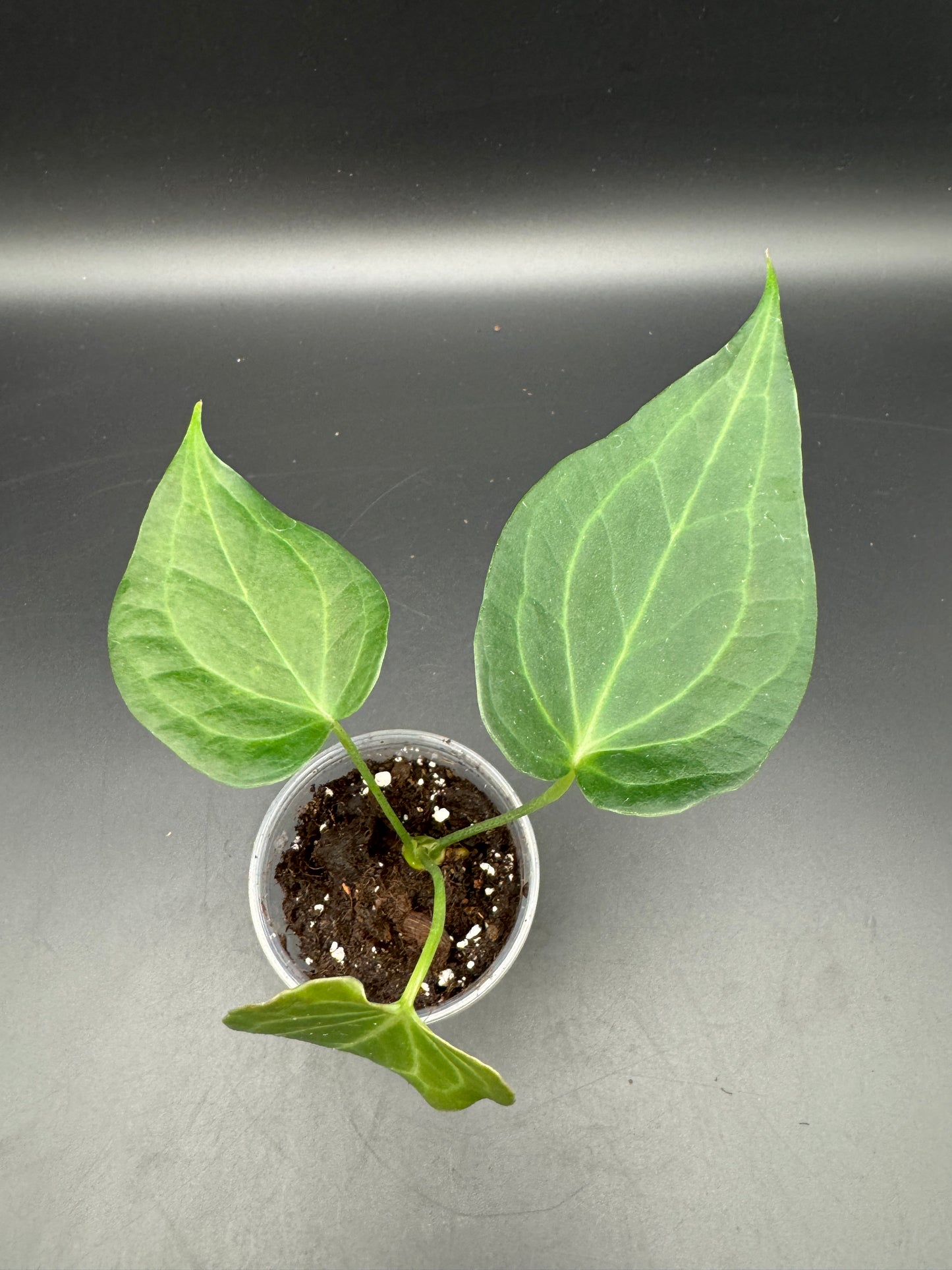 Anthurium Delta force