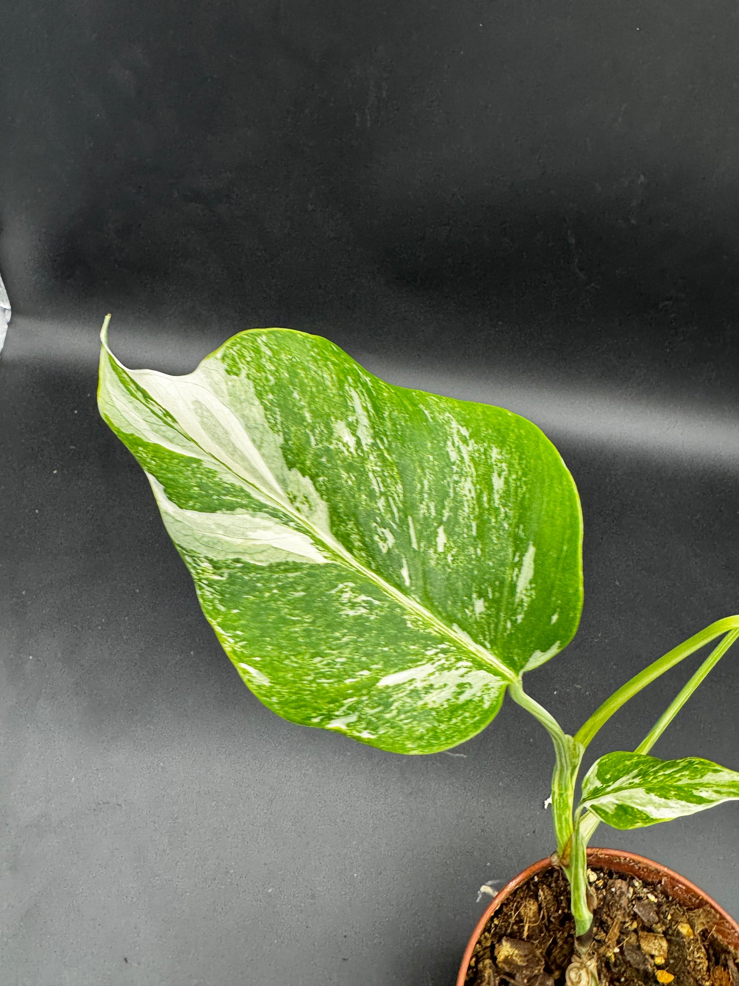 Monstera deliciosa variegata
