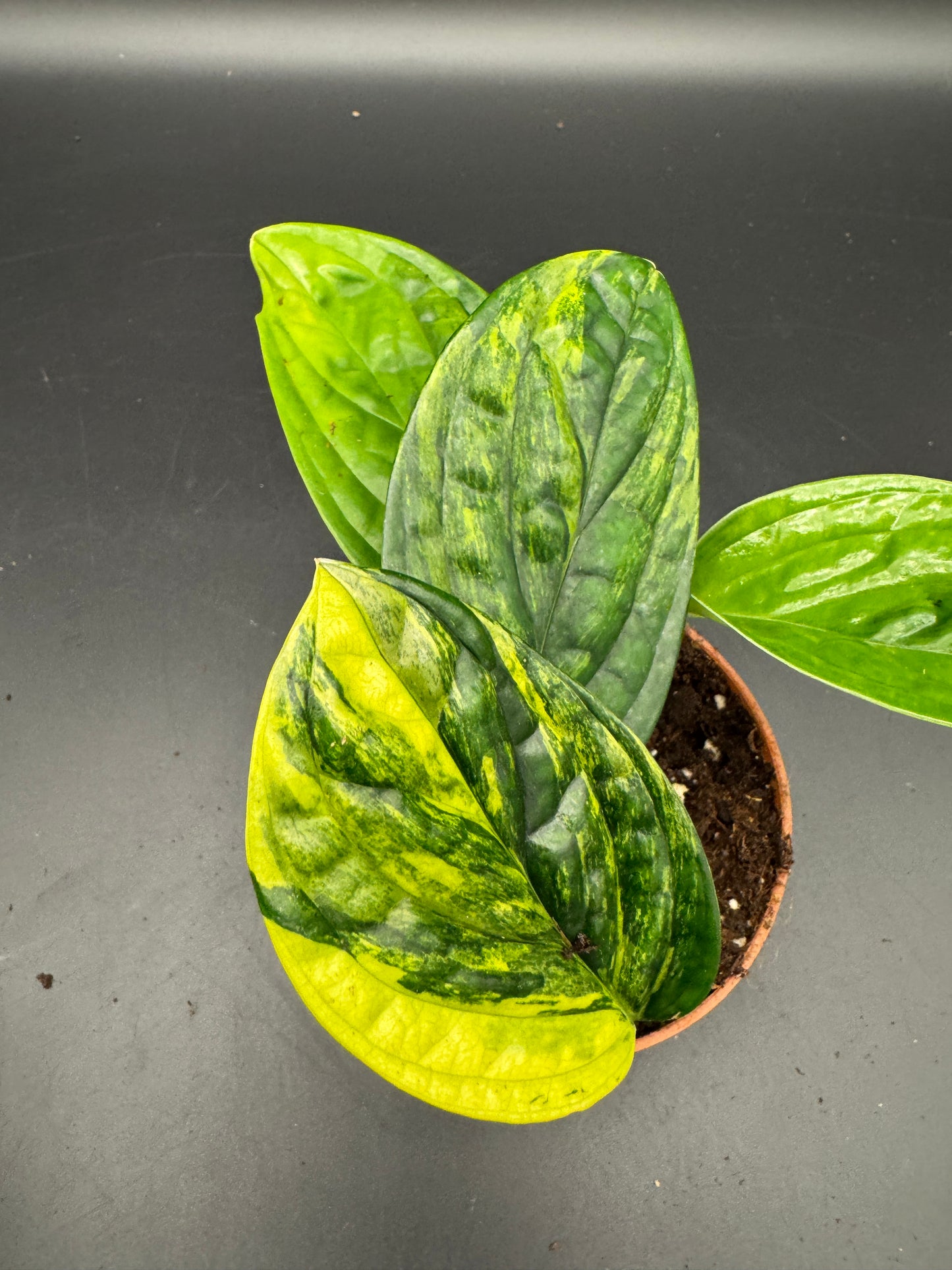 Monstera karstenanium Peru variegata