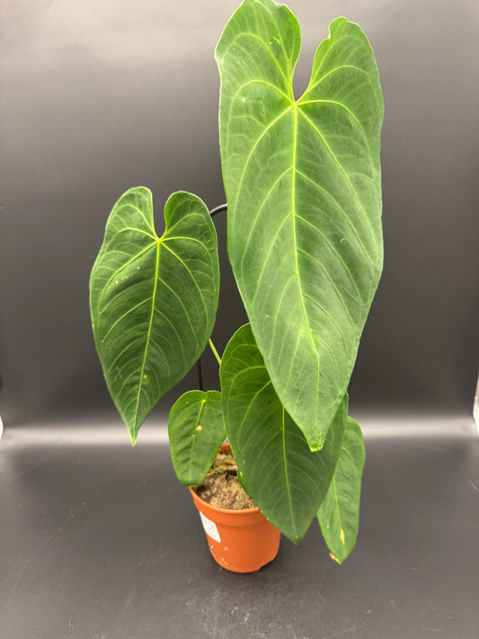 Anthurium Queremalense