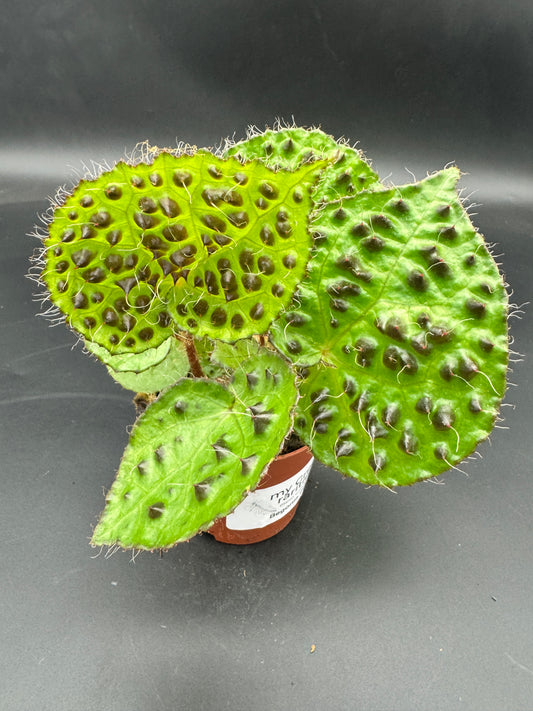 Begonia Ferox
