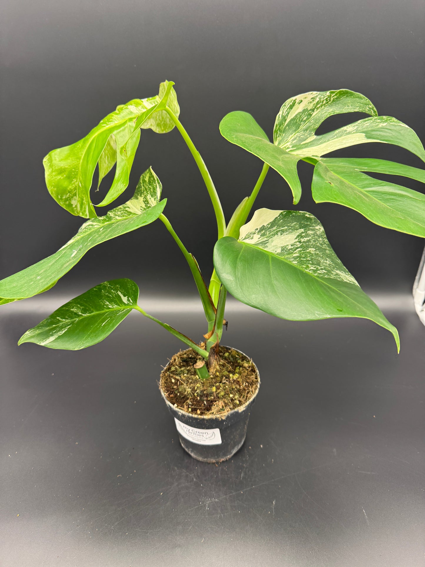 Monstera deliciosa aurea Basis mit mind. 1 Auge