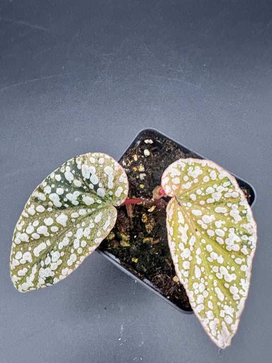 Begonia Snow capped pink variegata