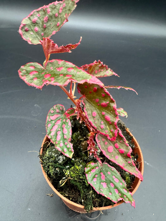 Begonia Pink Lady