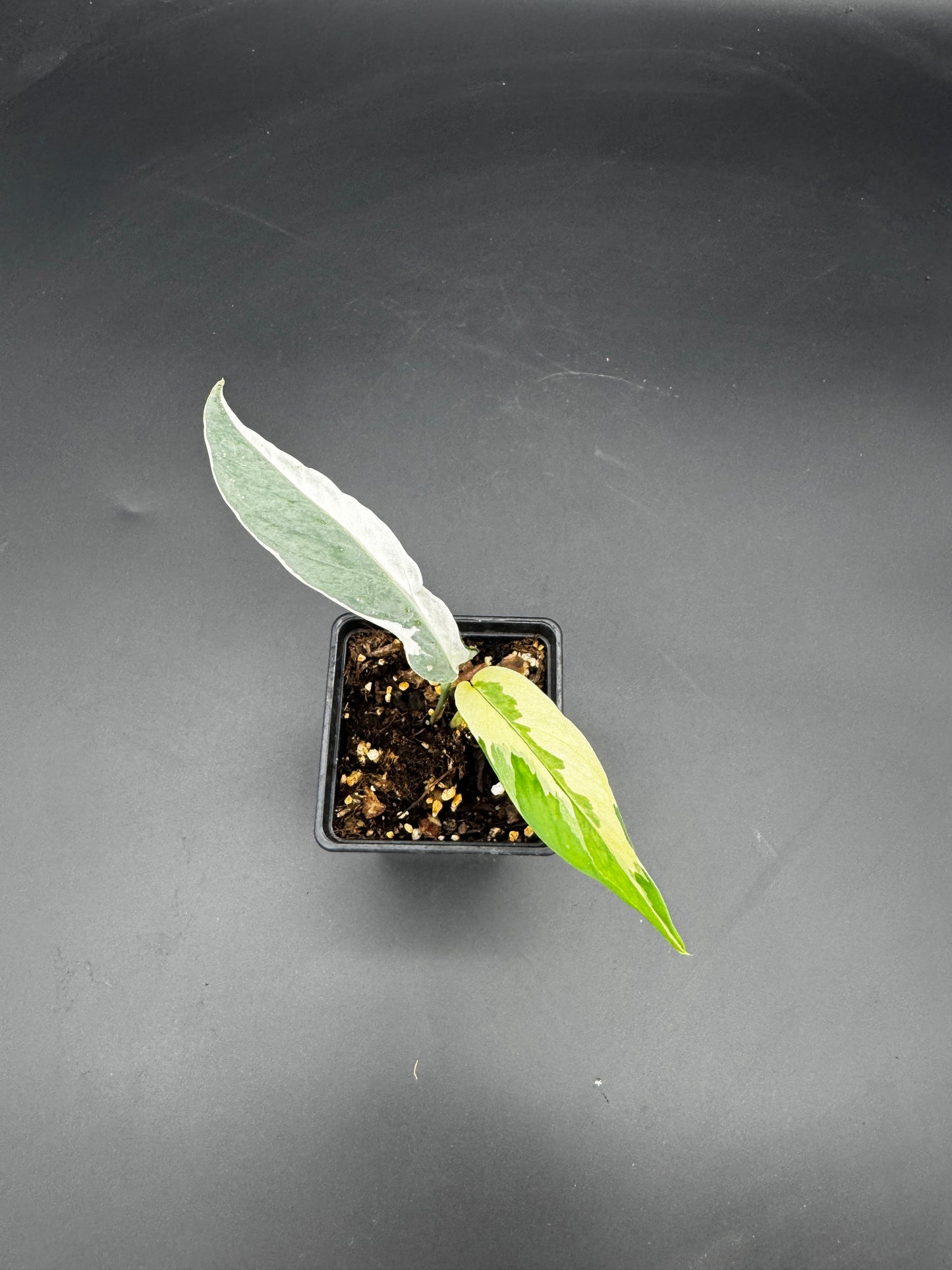 Epipremnum pinnatum Ghostie