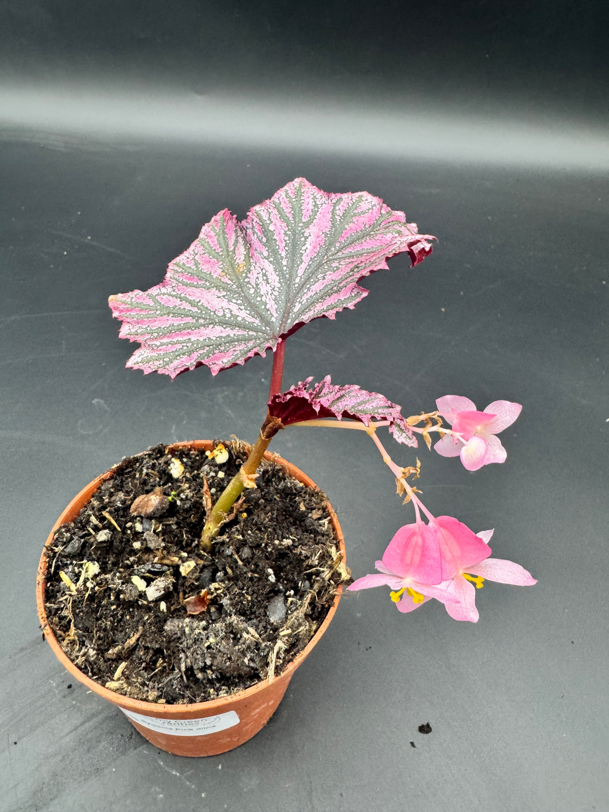 Begonia pink minx