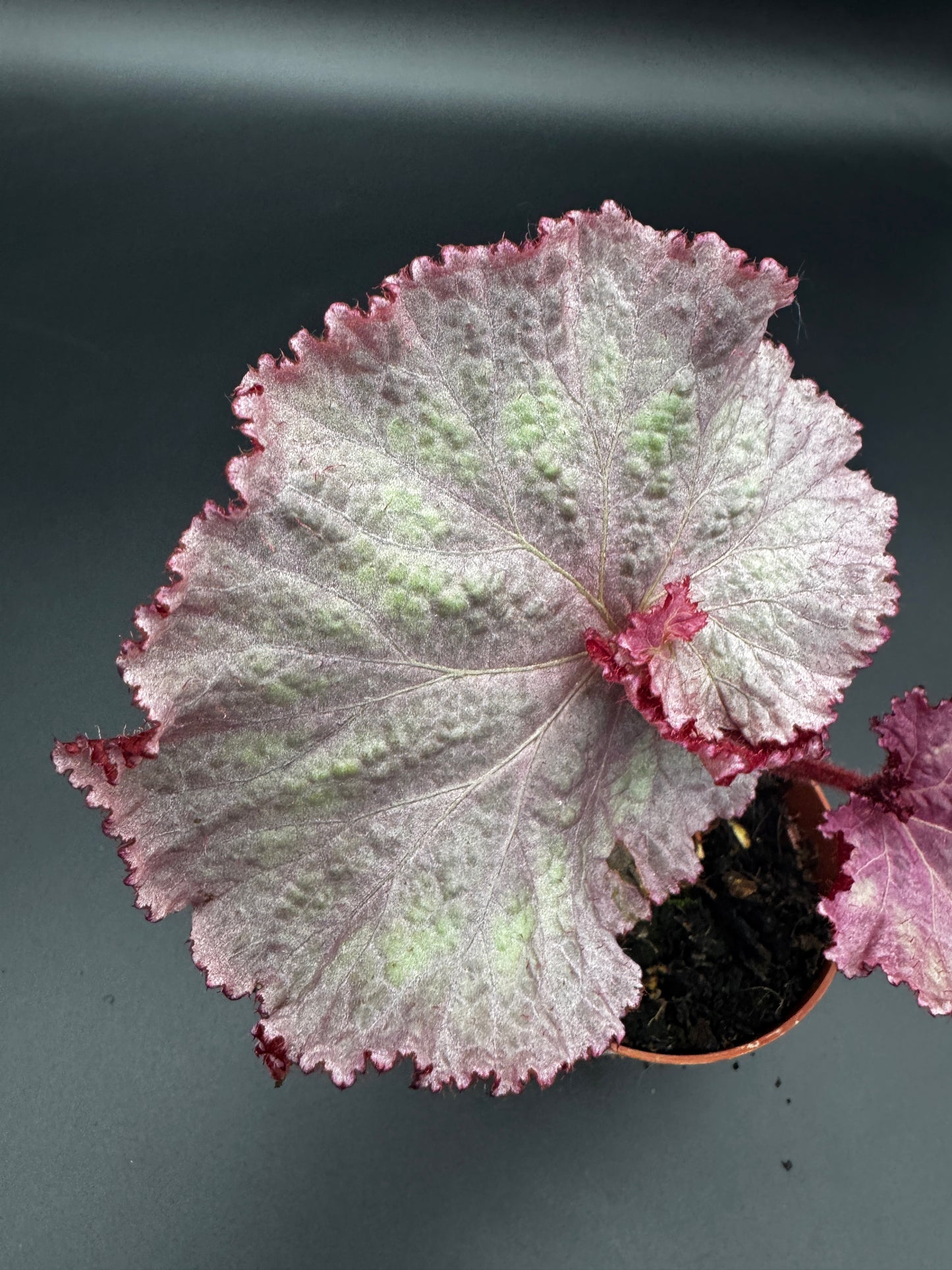 Begonia pink Panther