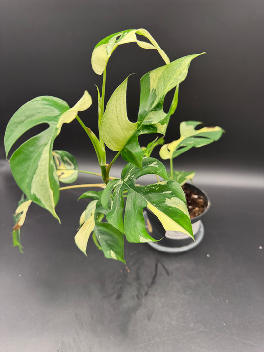 Rhaphidophora tetrasperma variegata