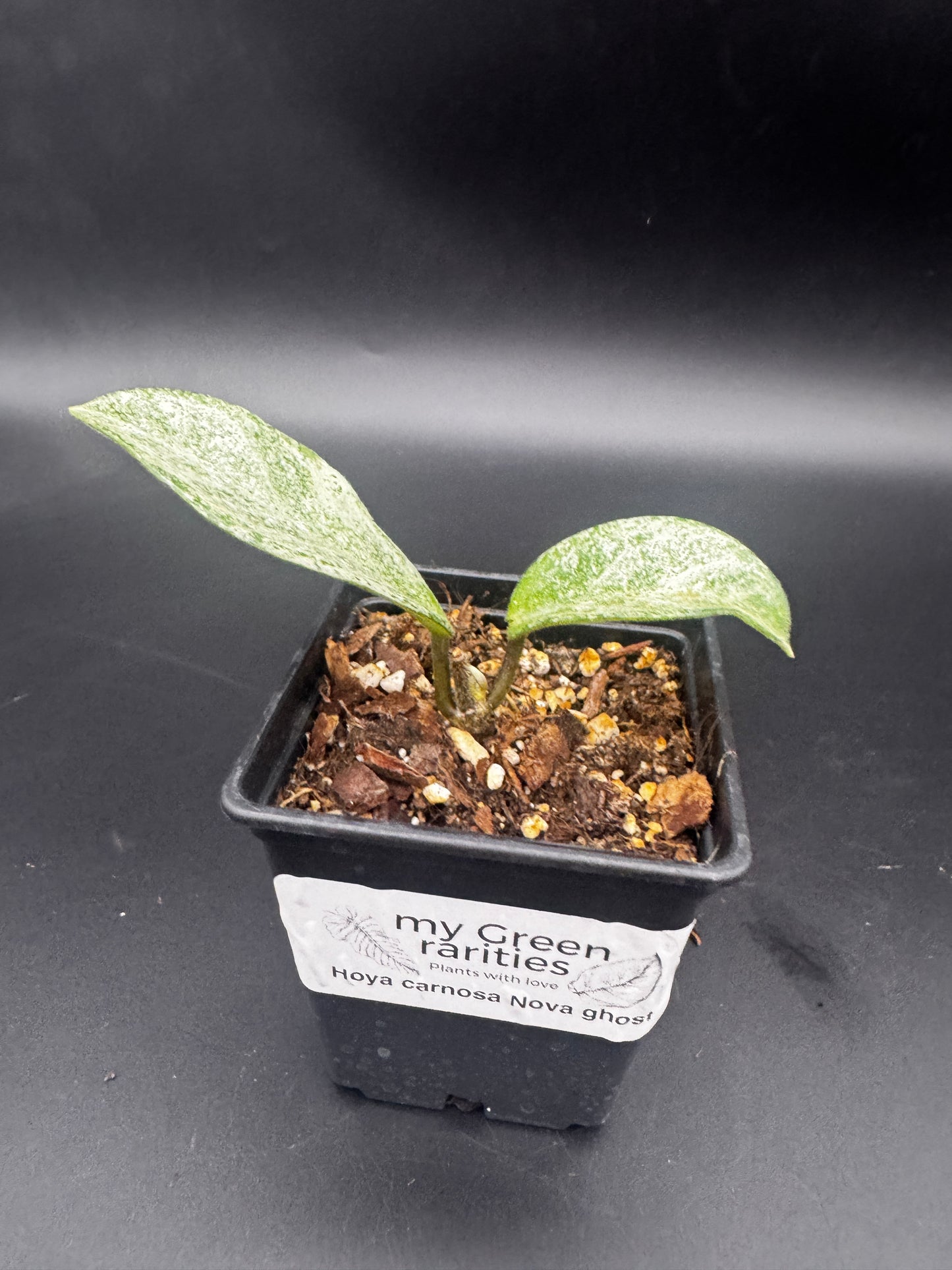 Hoya carnosa Nova Ghost