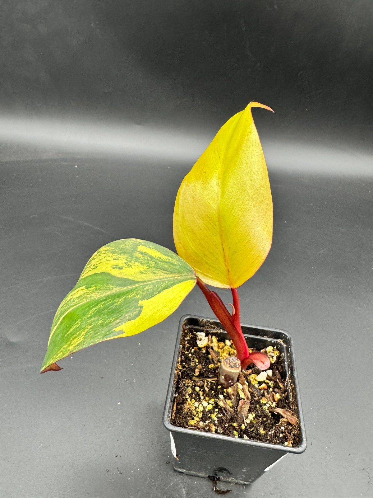 Philodendron strawberry Shake