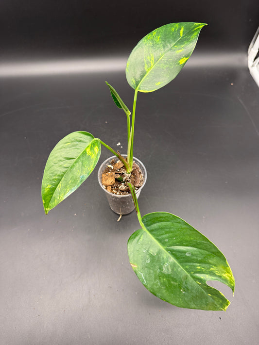 Epipremnum pinnatum kujang yellow Flame