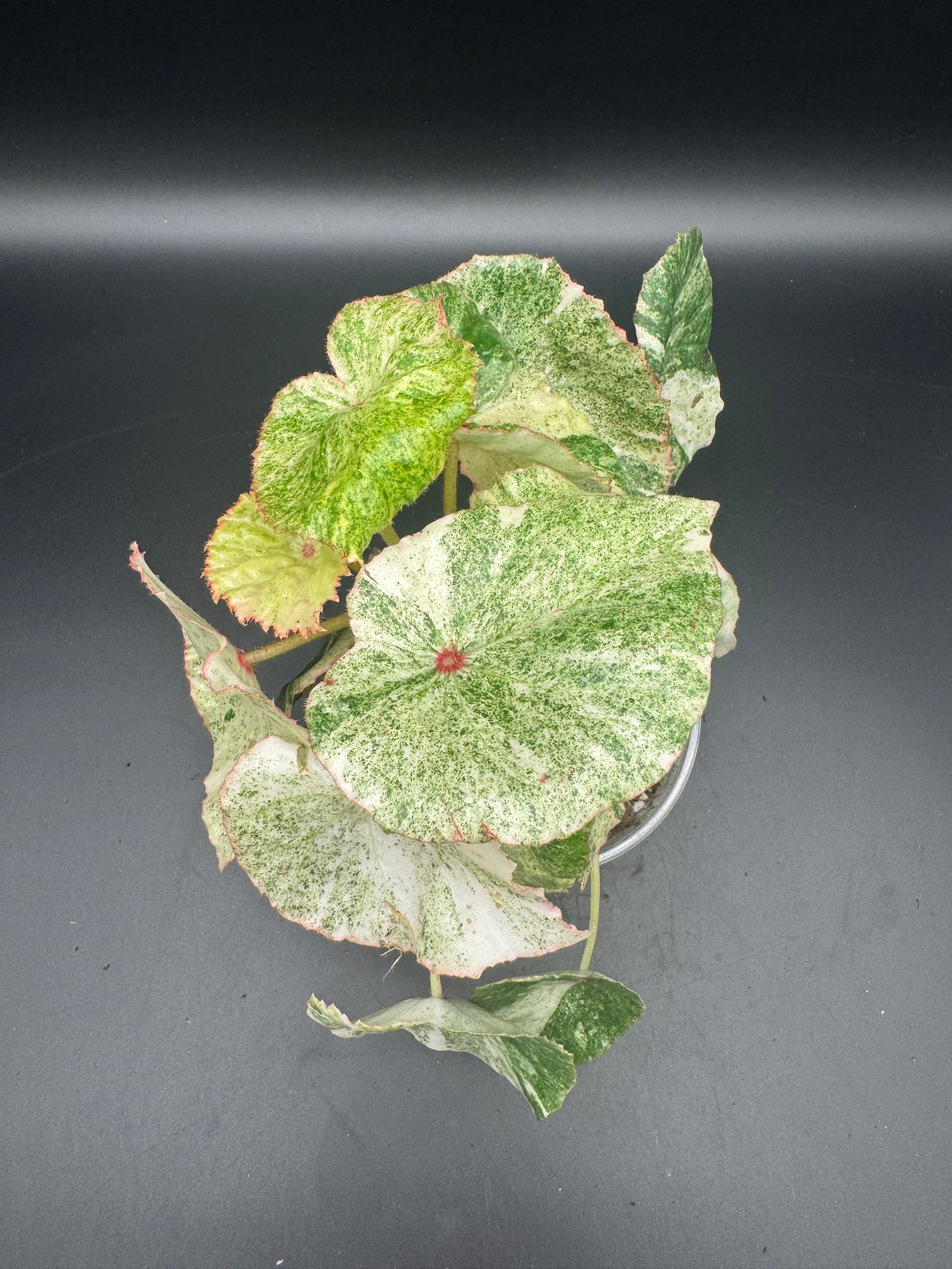 Begonia Rouge variegata