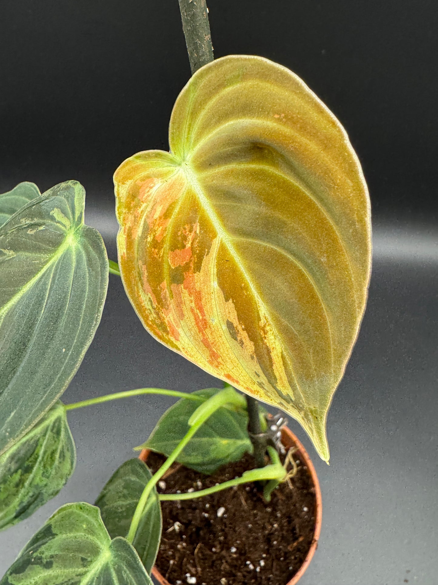 Philodendron melanochrysum variegata