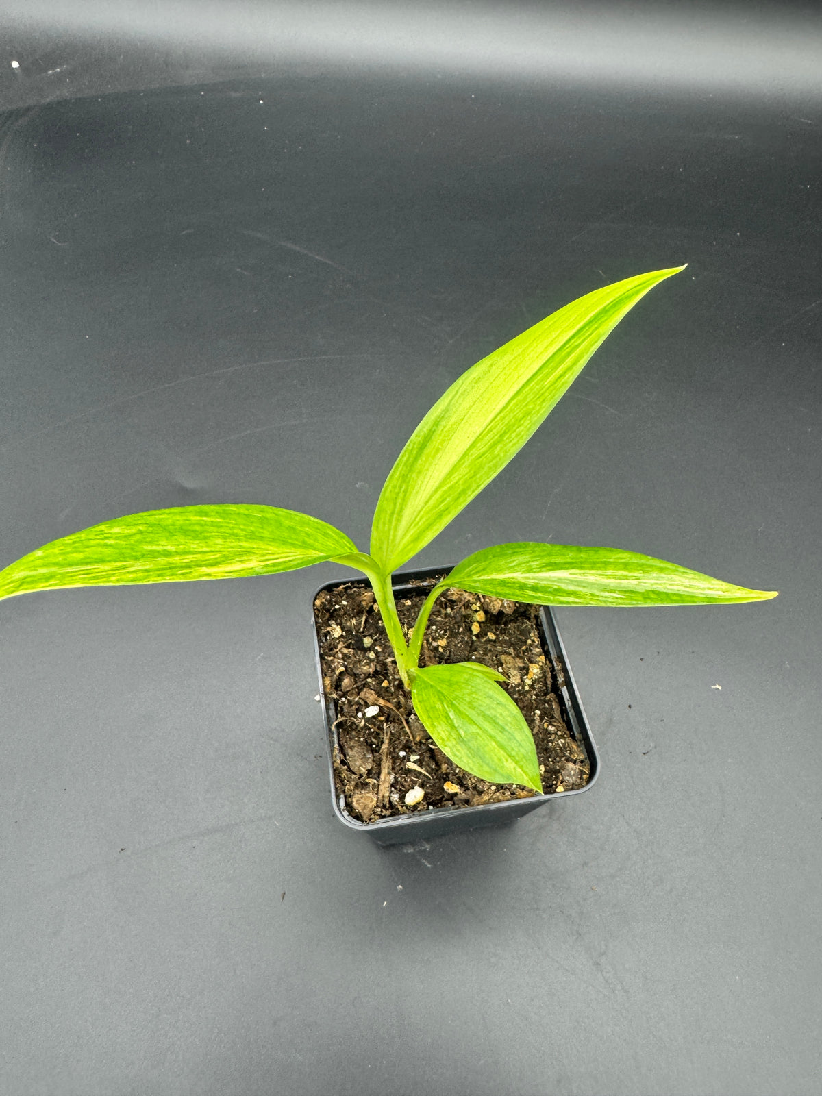 Epipremnum amplissimum Aurea variegata