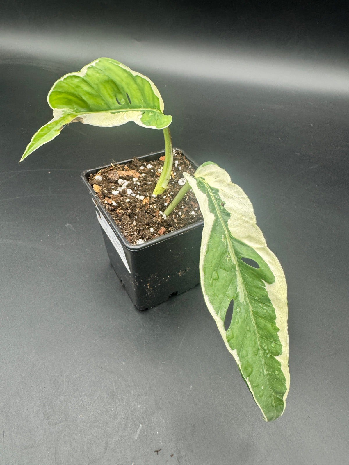 Epipremnum pinnatum Ghostie