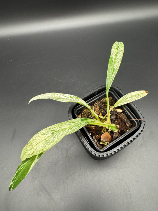 Rhaphidophora Megasperma variegata