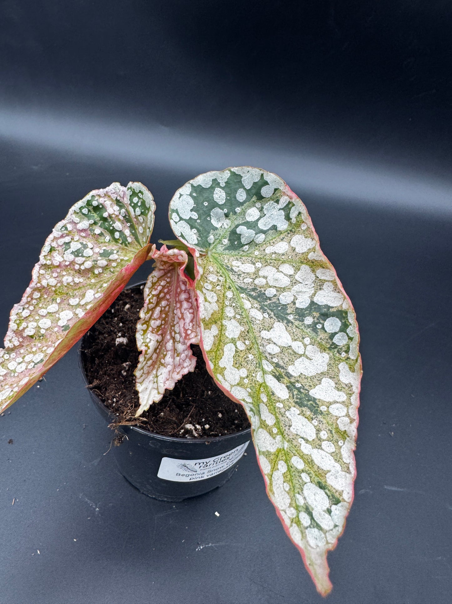 Begonia Snow capped pink variegata