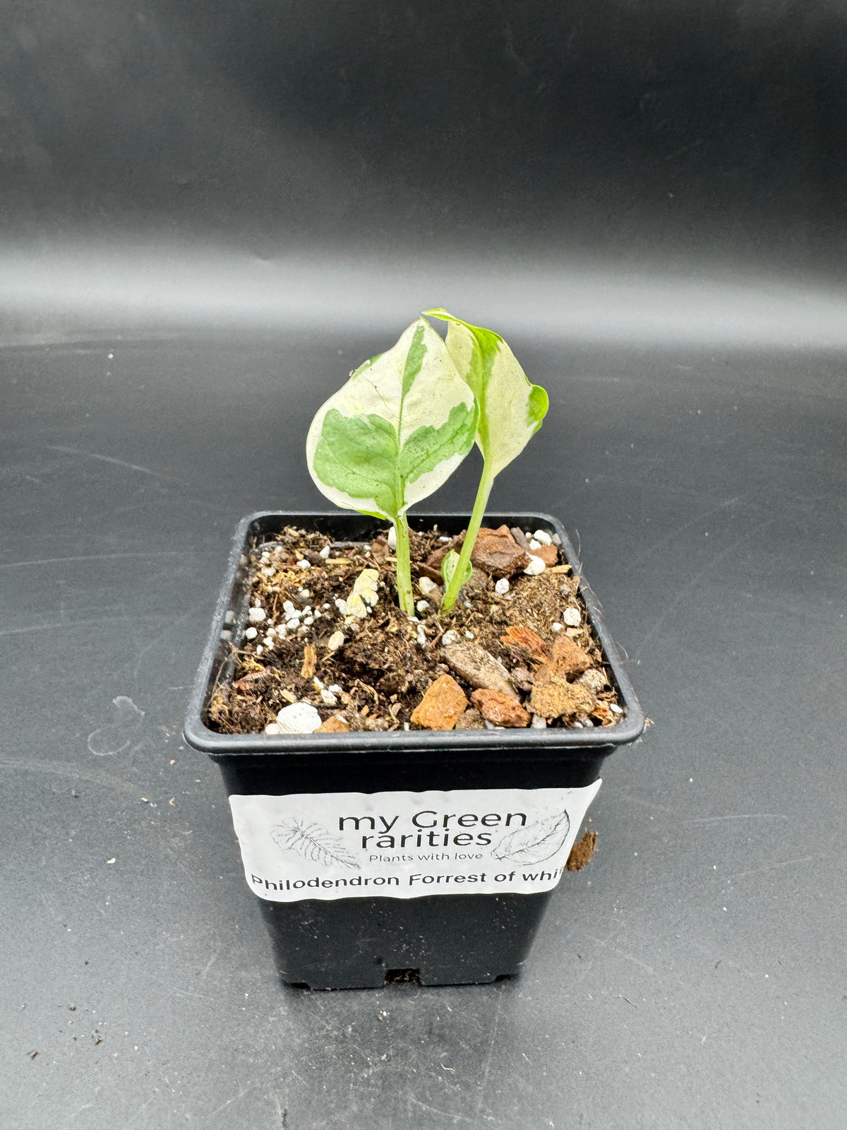 Philodendron Forrest of white