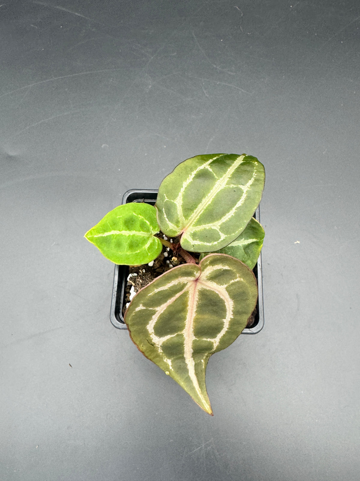 Anthurium Michelle x Michelle