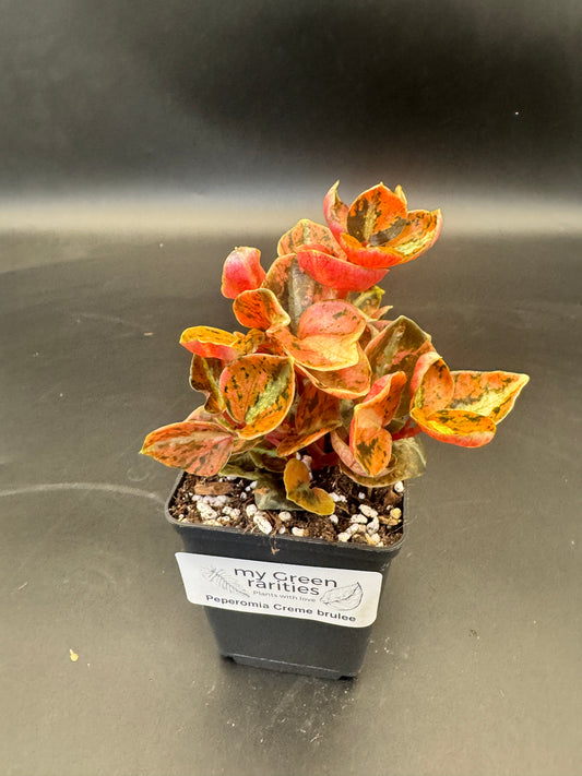 Peperomia Creme brulee