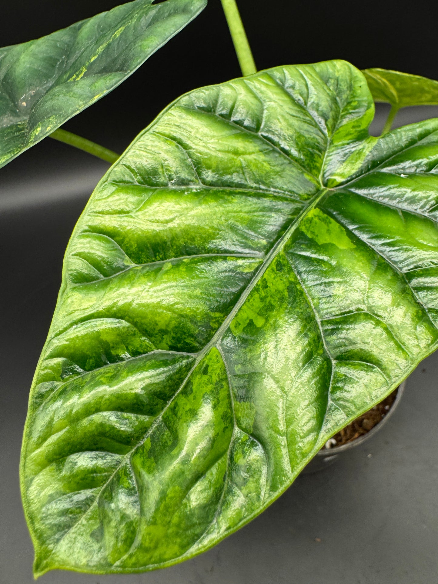 Alocasia sinuata aurea variegata