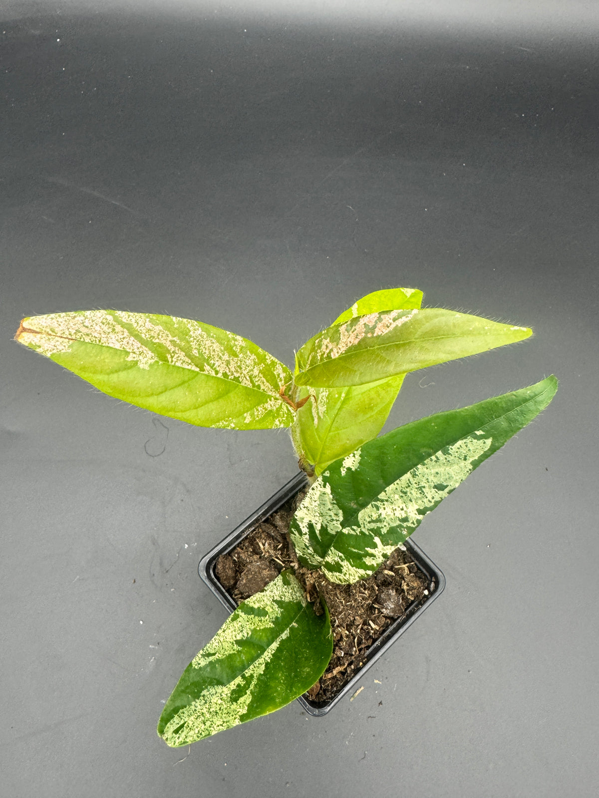 Ficus Sagittata Pink Variegata