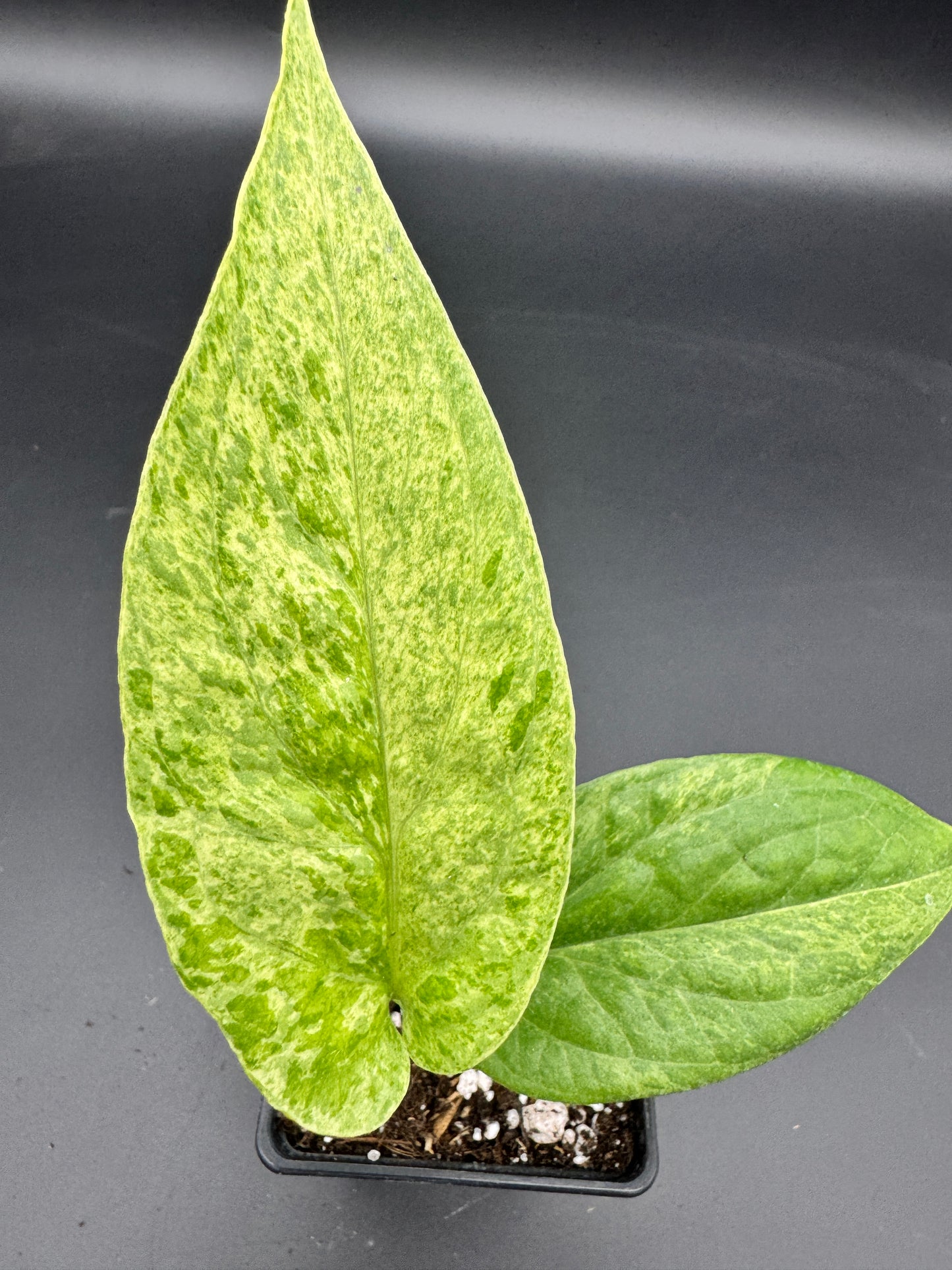 Amydrium Medium Mint variegata
