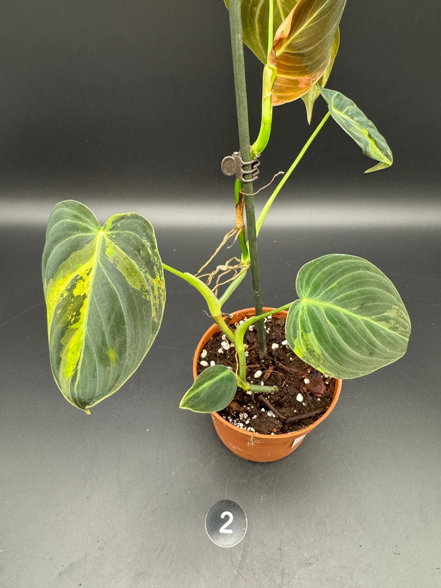 Philodendron melanochrysum variegata