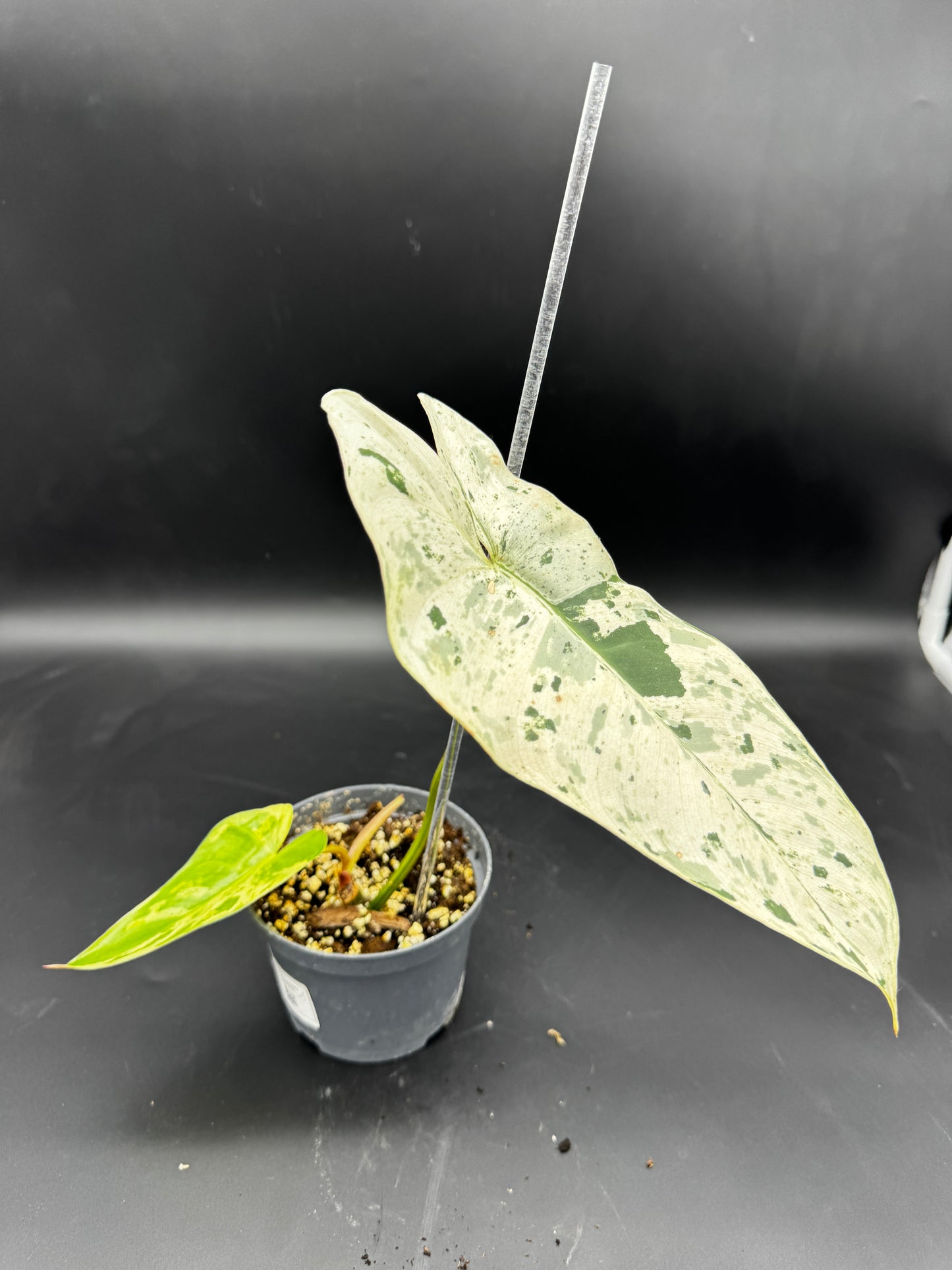 Philodendron Ilsemanii variegata
