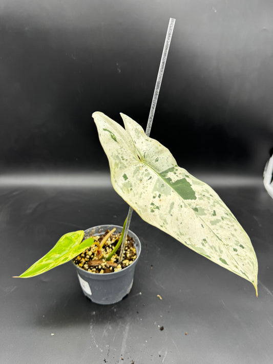 Philodendron Ilsemanii variegata