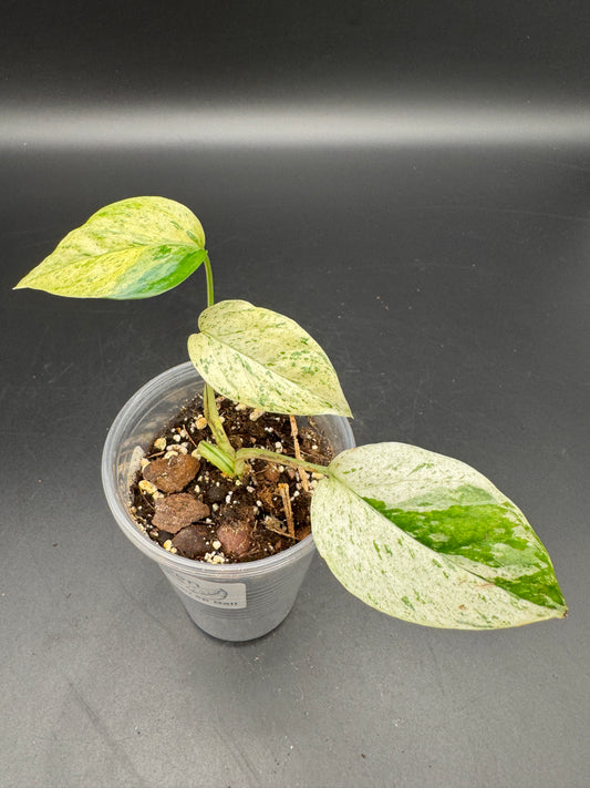 Epipremnum hanoman sp Bali