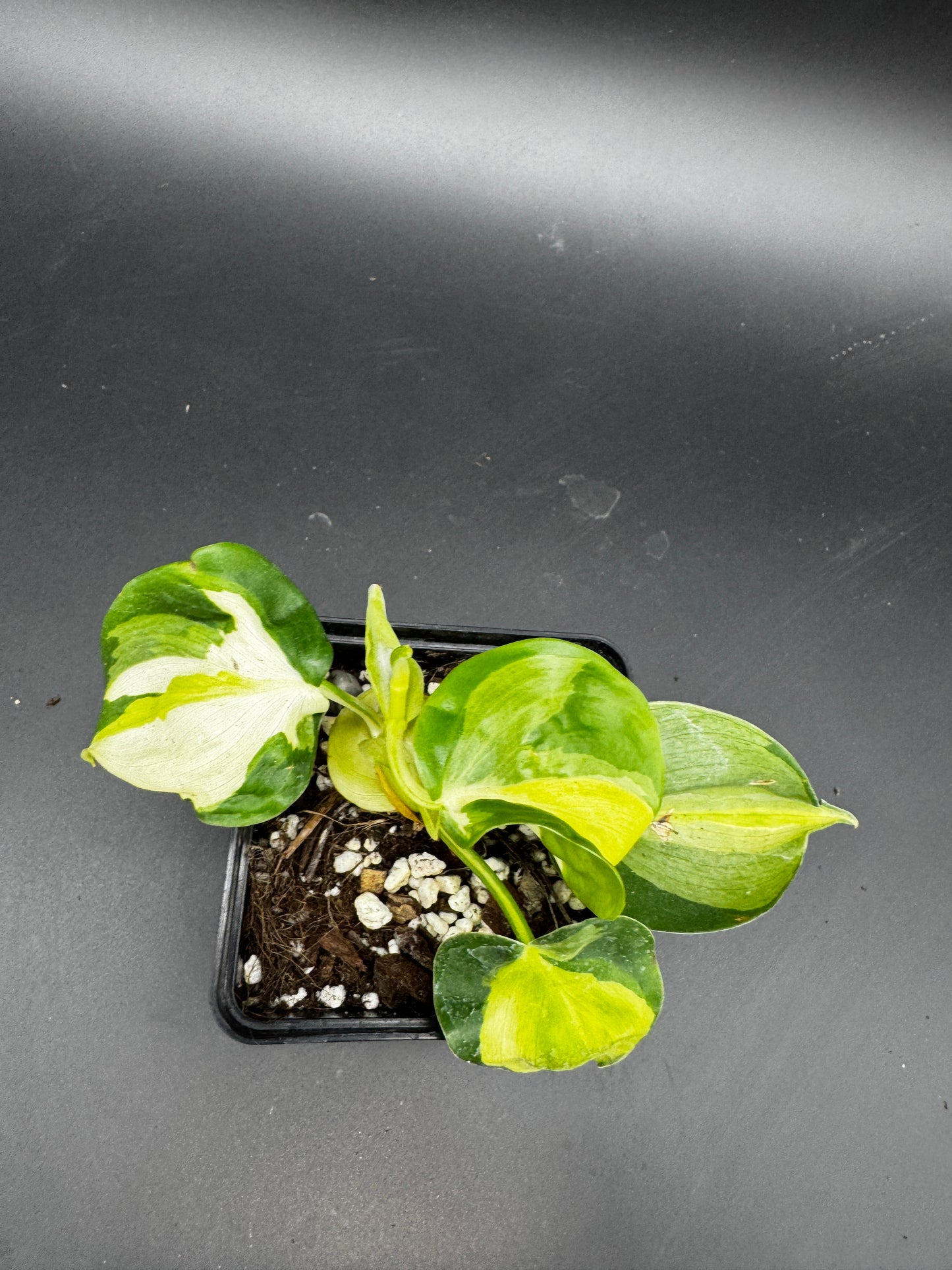 Philodendron cream Splash
