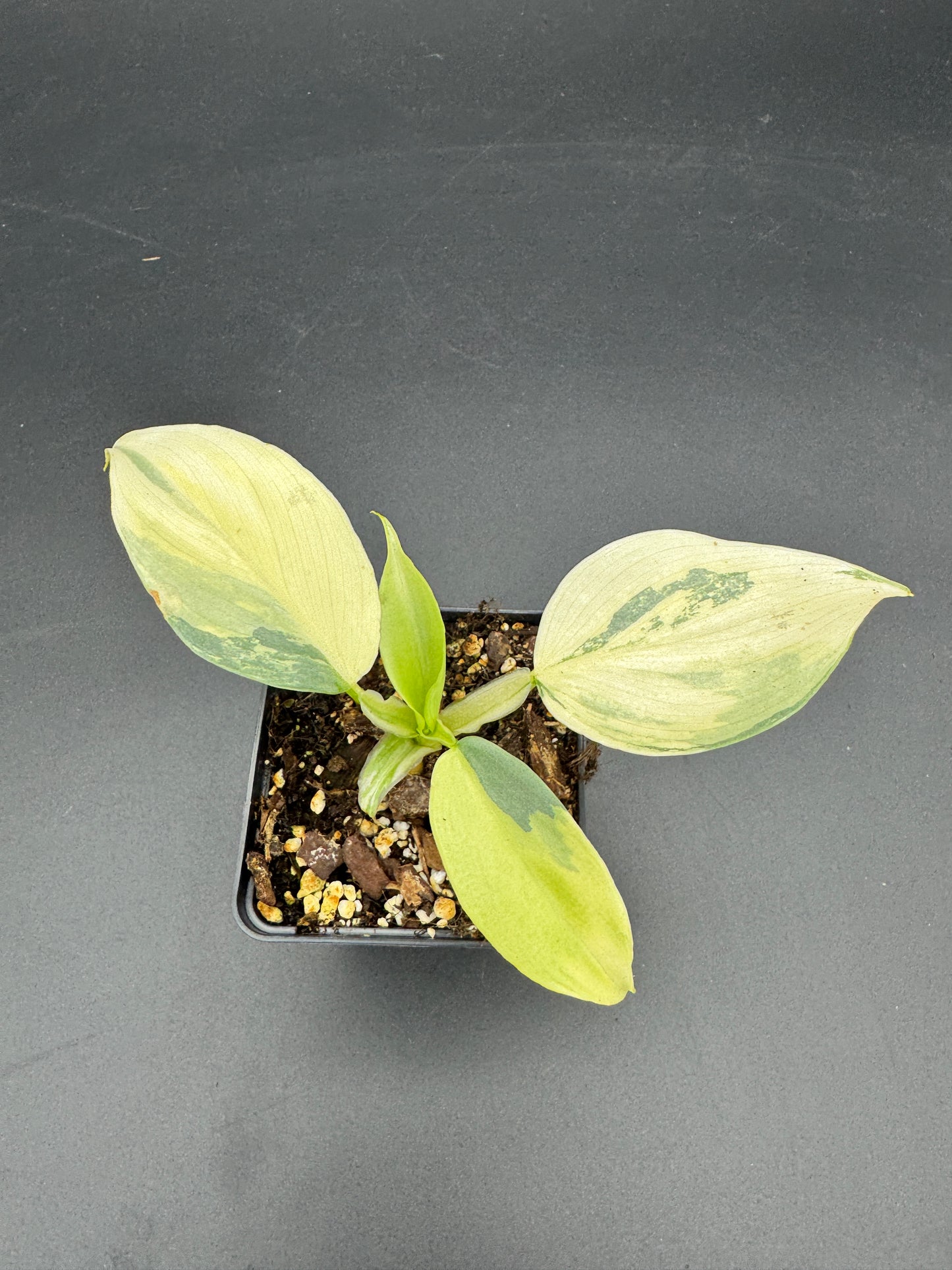 Philodendron Silver sword variegata