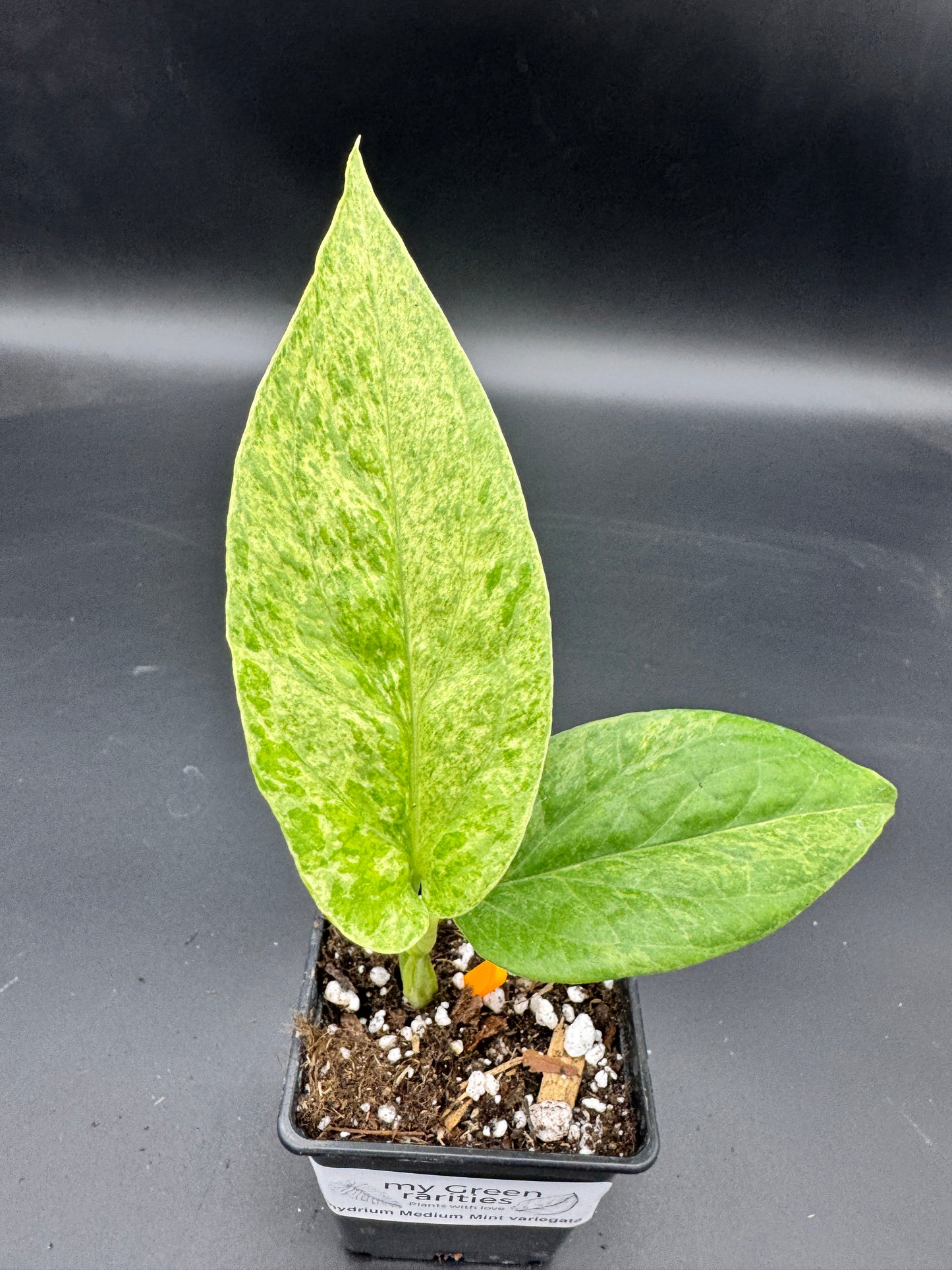 Amydrium Medium Mint variegata