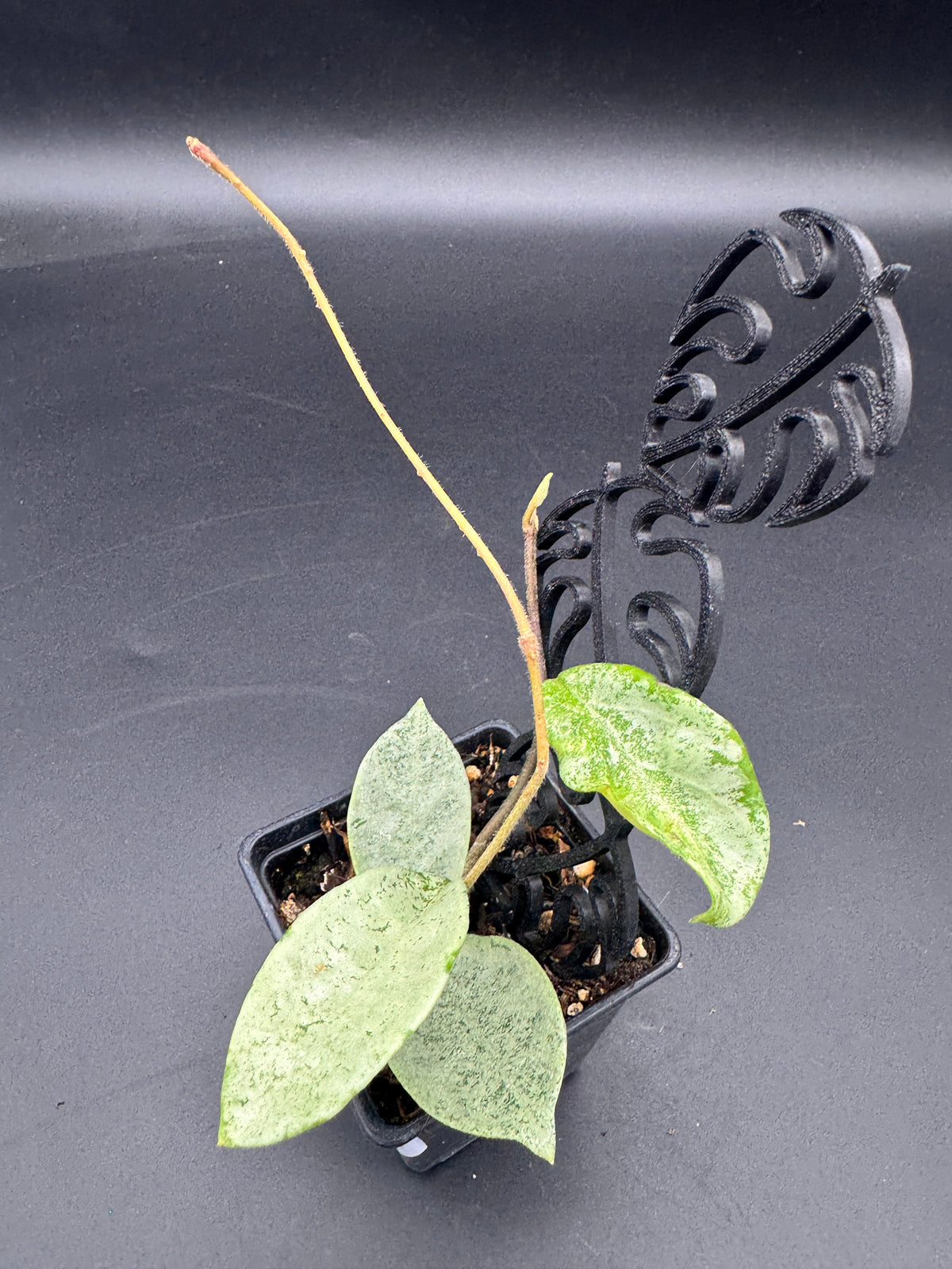 Hoya carnosa Nova Ghost