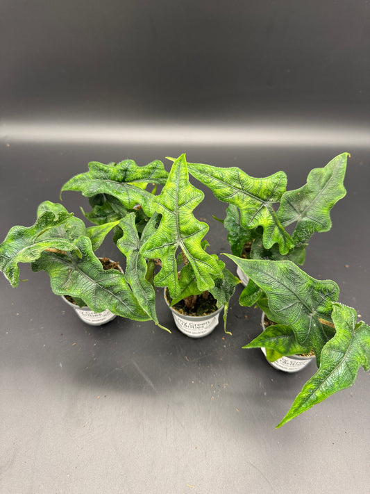 Alocasia Jacklyn