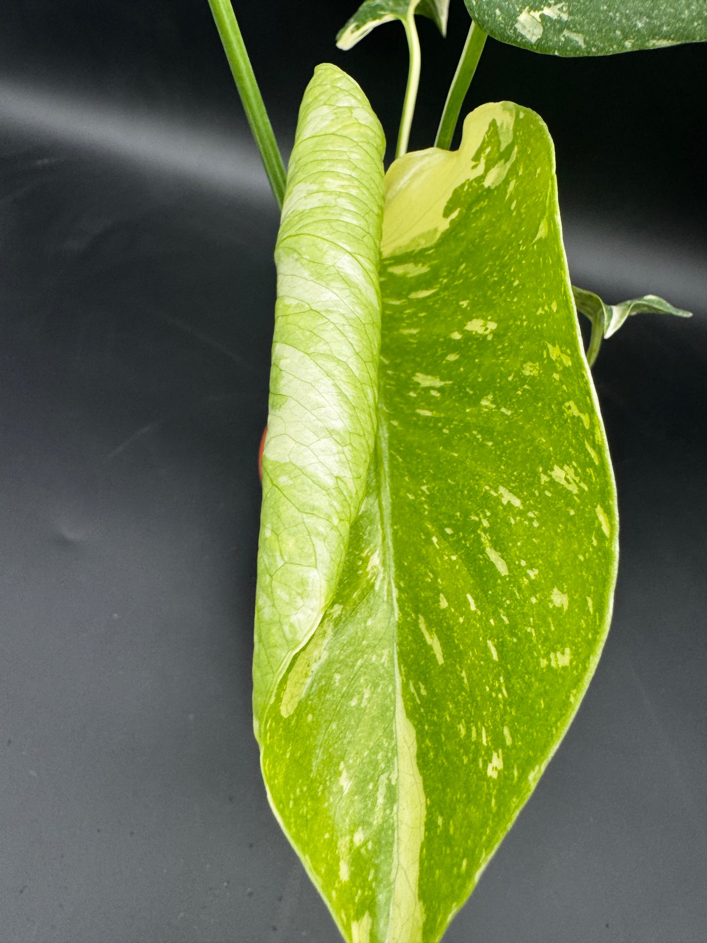 Monstera Thai constellation