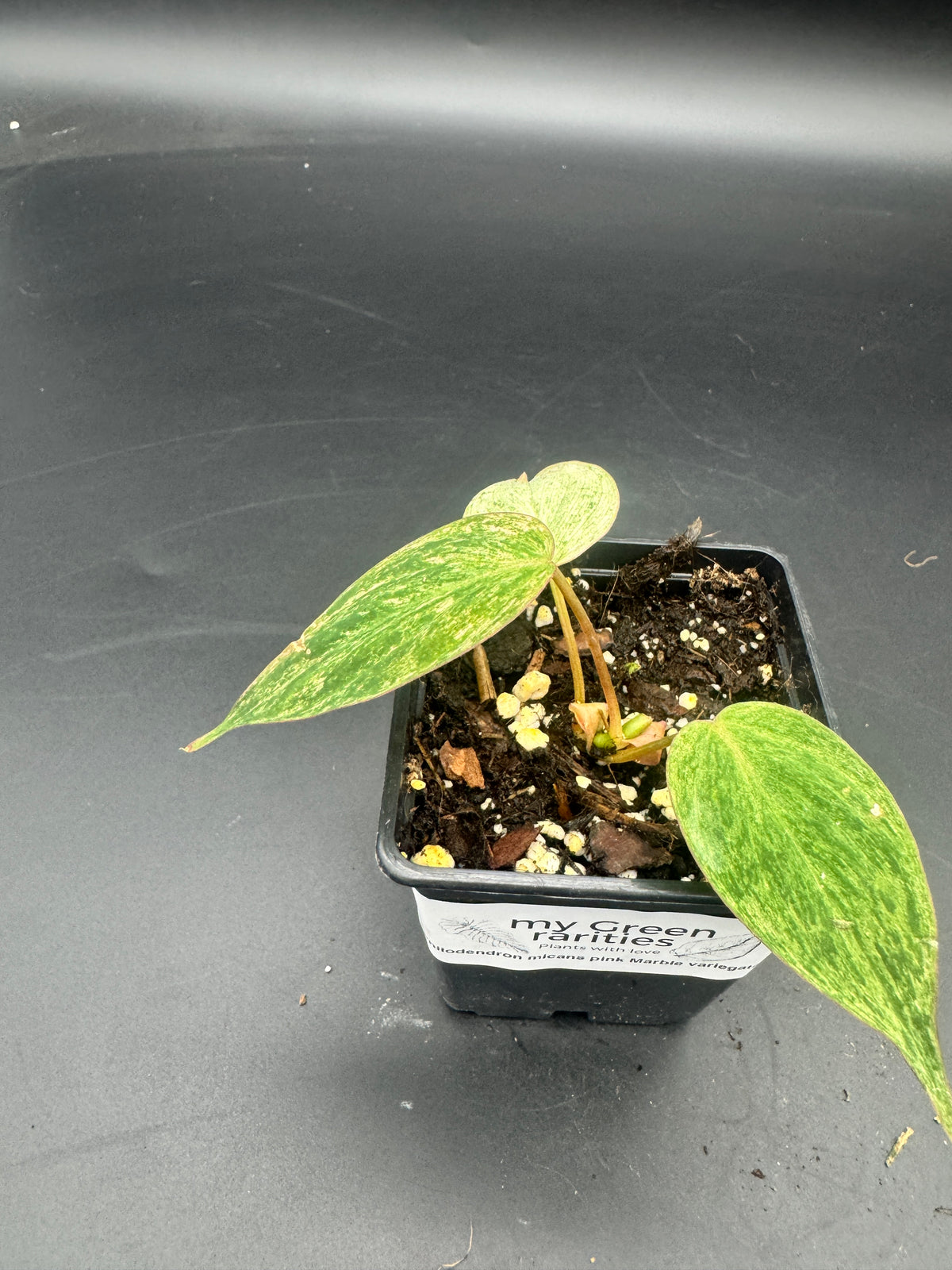 Philodendron micans pink Marble variegata