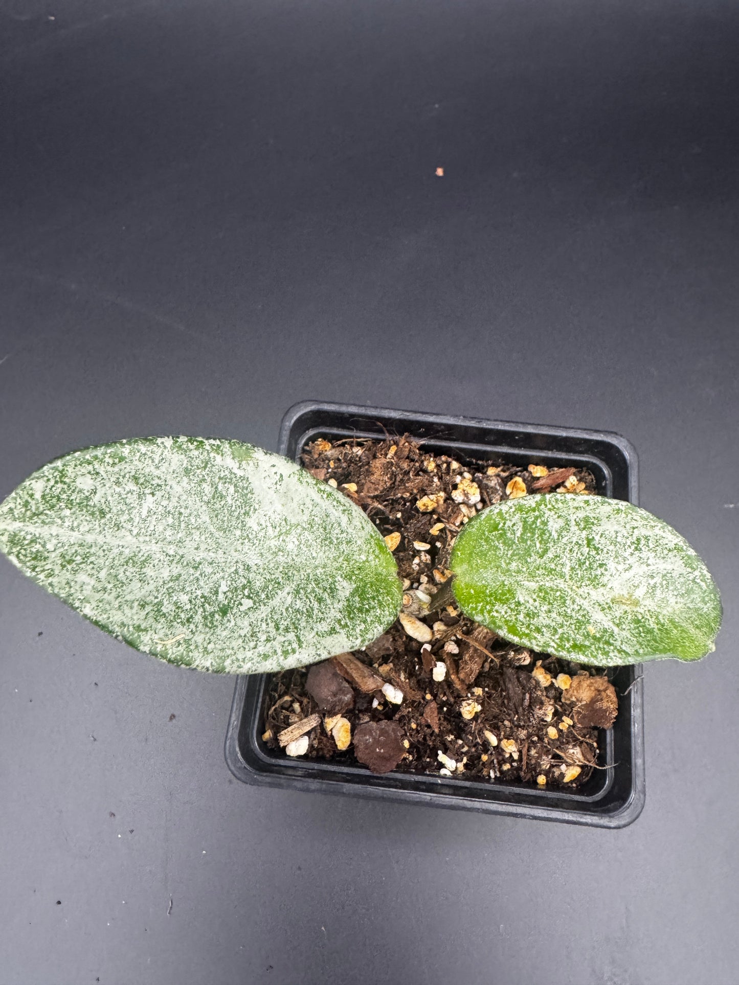 Hoya carnosa Nova Ghost