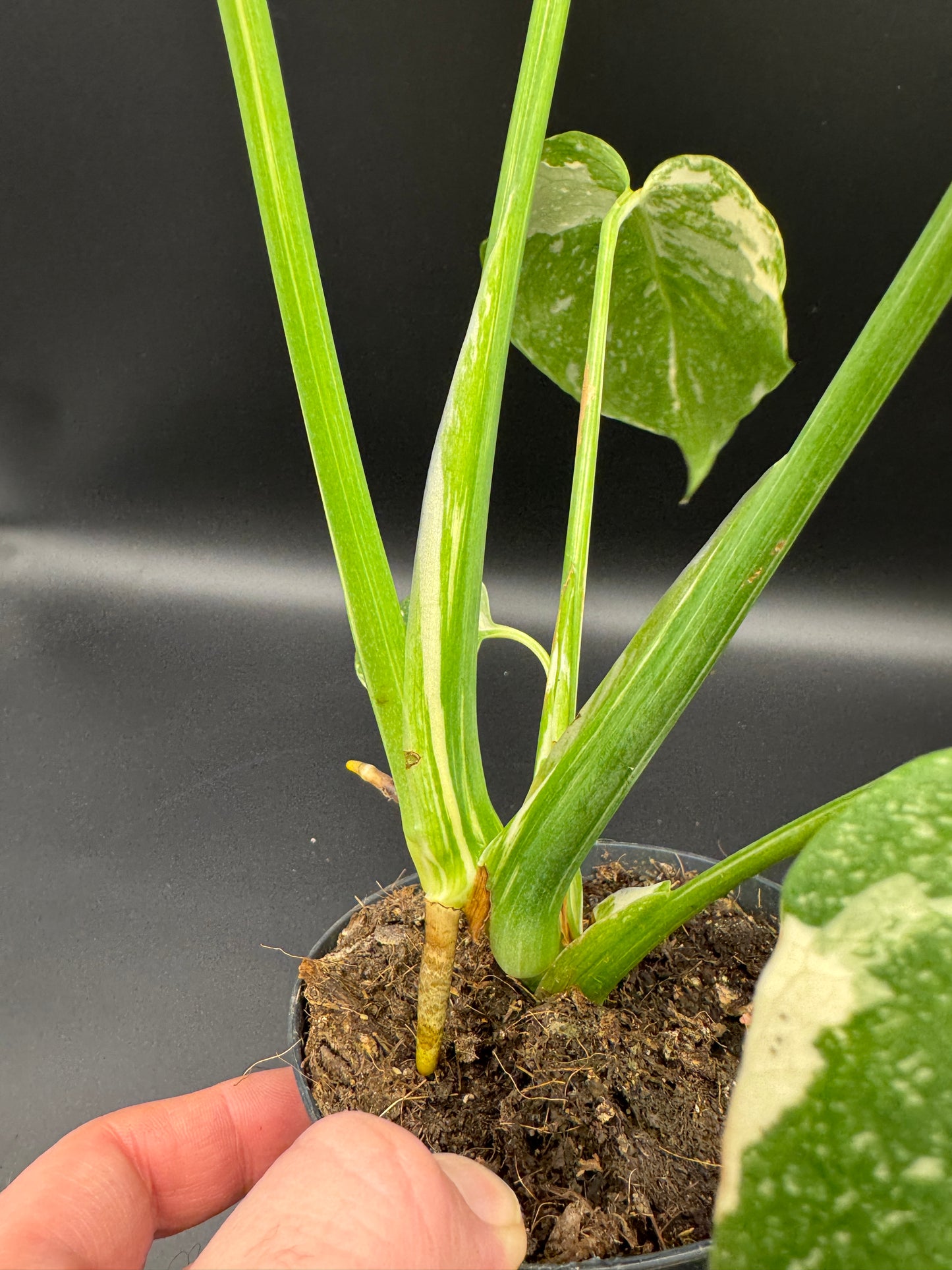 Monstera Thai Constellation