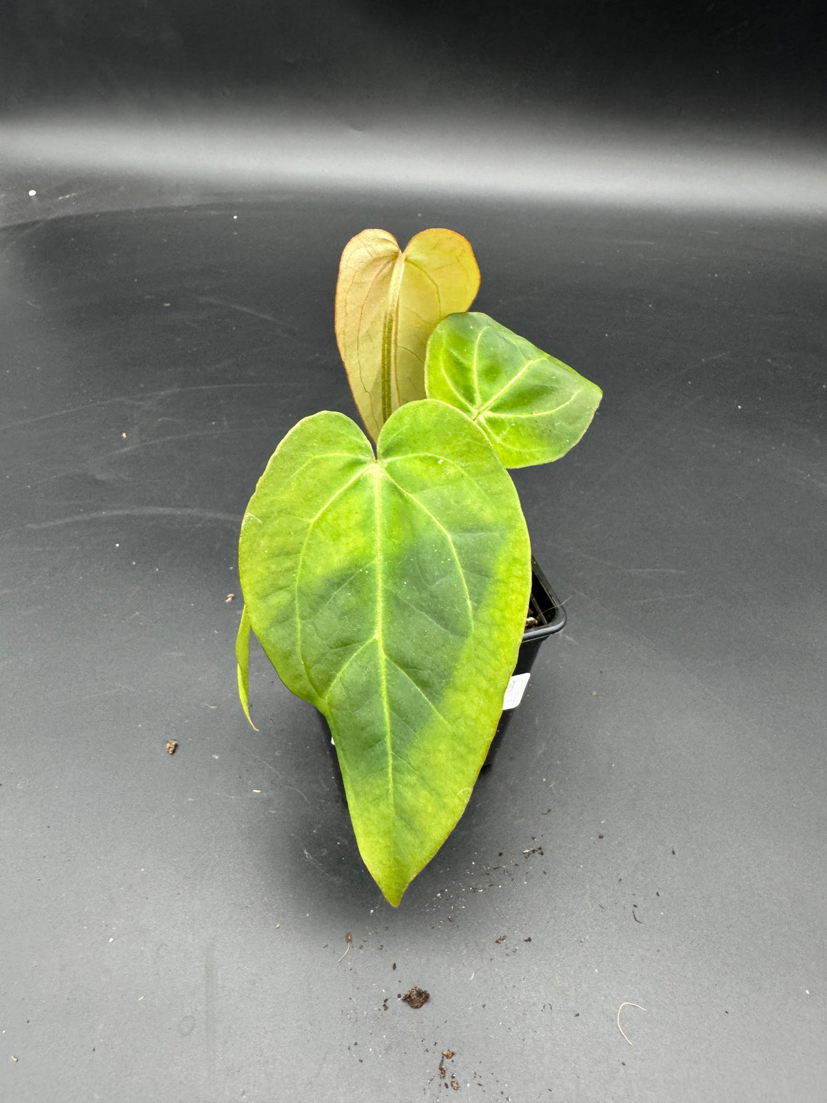 Anthurium Michelle x Black Jack